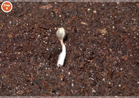 How To Germinate Cannabis Seeds A Guide For Beginners Artofit