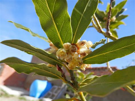 Perfumes Y Luces De Extremadura El Laurel Con Flores Mí Jardín Paso