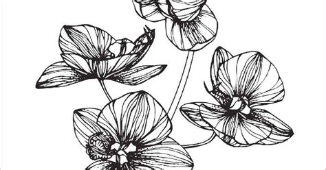 18 Sketsa Gambar Bunga Anggrek Paling Baru