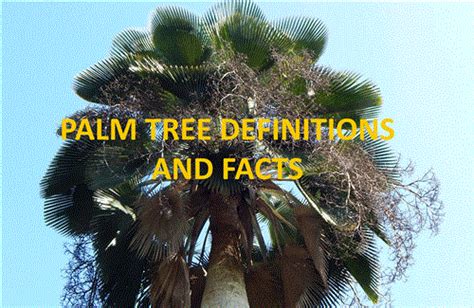 Palm Tree Definitions And Facts
