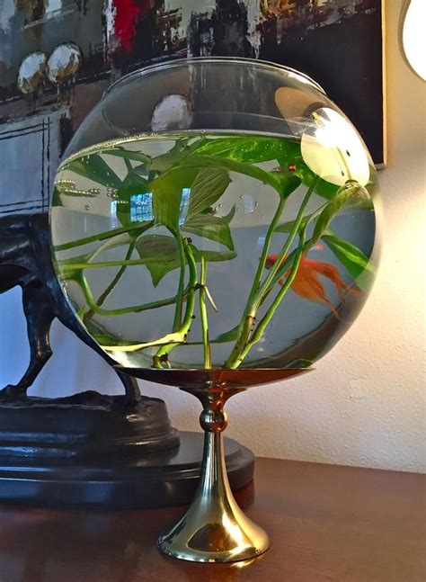 Unfortunately, this is taken advantage of by the pet fish industry. Extra-Large Clear Glass Bubble Bowl Fishbowl Goldfish ...