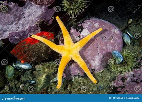 Blood Sea Star Underwater In The St Lawrence River In Canada Stock