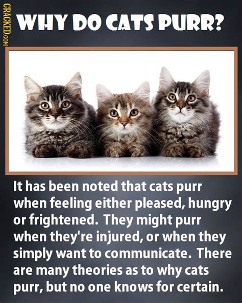 24 Daily Mysteries Science Hasn T Figured Out Why Do Cats Purr Mystery Science Cat Purr