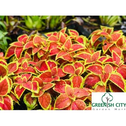 Pokok ati ati untuk dijual. GNC - Coleus Scutellarioides 'Defiance' Live Plant Pokok ...