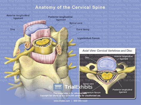 Anatomy Of The Cervical Spine Trialexhibits Inc