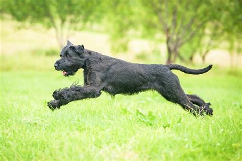Giant Schnauzer Dogs Breed Information Temperament Size And Price