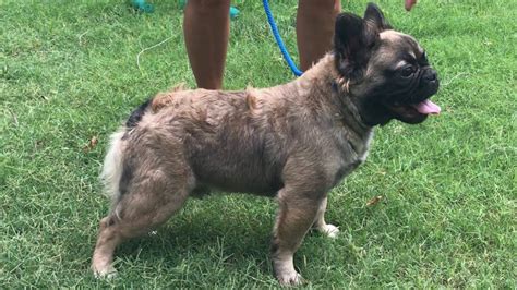 Kennel club registered, 5 generation pedigree. Wolfie Full fluffy French bulldog stud - YouTube