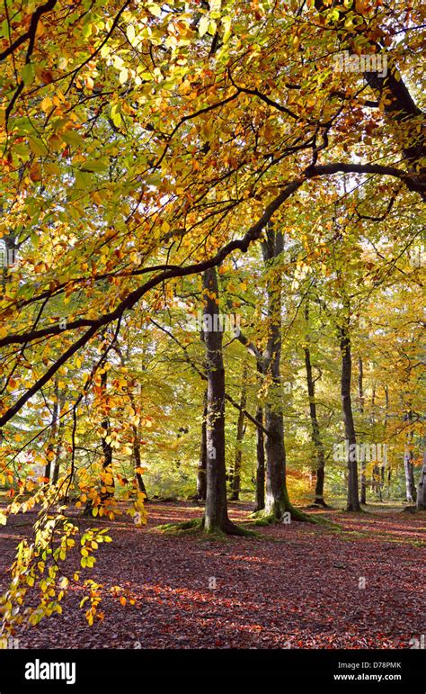 Sunlit Autumn Mixed Woodland Interior Comrie Scotland Uk Stock Photo