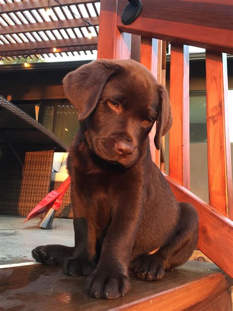 Fantastic Chocolate Labrador Detail Is Readily Available On Our