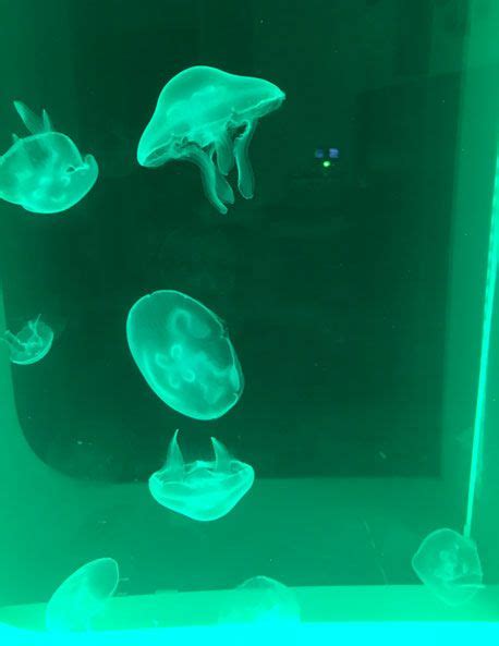 Moon Jellyfish Live Pet Jellyfish Pet Jellyfish Jellyfish Tank