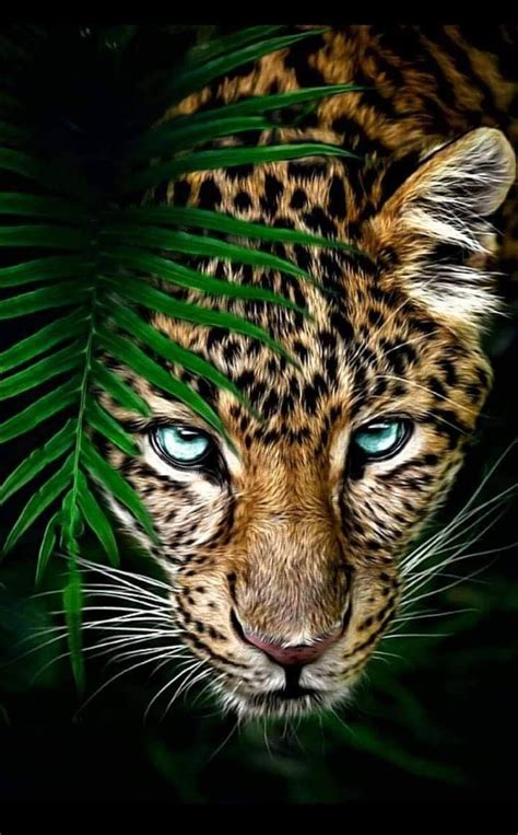 Beautiful Animals Wallpapers Wallpaper Cave