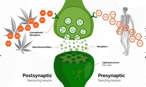 Cannabinoid Receptors Role Types And Functions