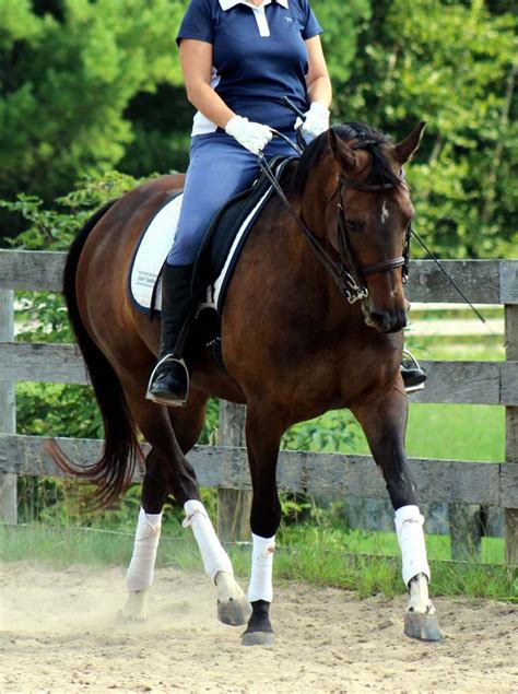 Heres How And Why You Should Ride With Bent Elbows Horse Listening