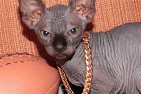 35 Best Images Sphynx Cat Adoption Los Angeles Sphynx Rex Specialty