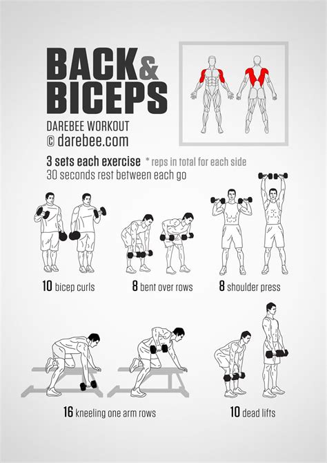 Back & Biceps Workout | Biceps workout, Back and bicep workout, Dumbell workout