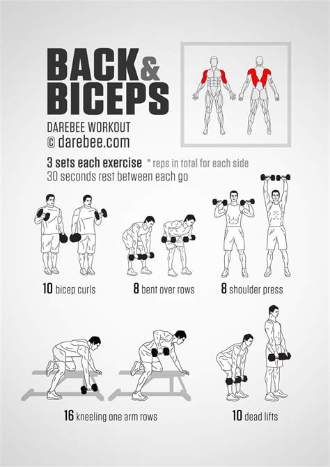 They are categorized by the muscles which they affect (primary and secondary), as well as the equipment required. Back & Biceps Workout | Back and bicep workout, Biceps workout, Dumbell workout