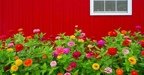 What flowers last the longest in summer. Flowers with the Most Colorful Blooms During Summer