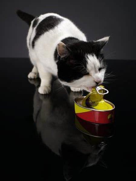 There's no need to add supplements to your pets' diet, but it's ok to give them an occasional treat. What Else Can Cats Eat Besides Hard Food? - Pets