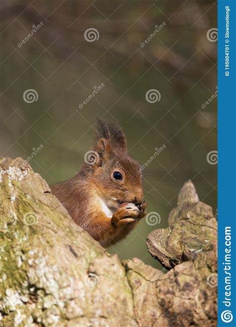 Red Squirrel Sciurus Vulgaris Adult Eating Hazelnut Normandy Stock