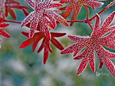Hoar Frost On Geranium Leaves 2016 Bing Desktop Wallpaper