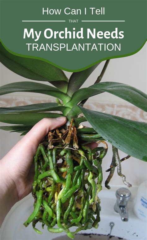 How to repot an orchid 14 steps with pictures wikihow. Pin on plants