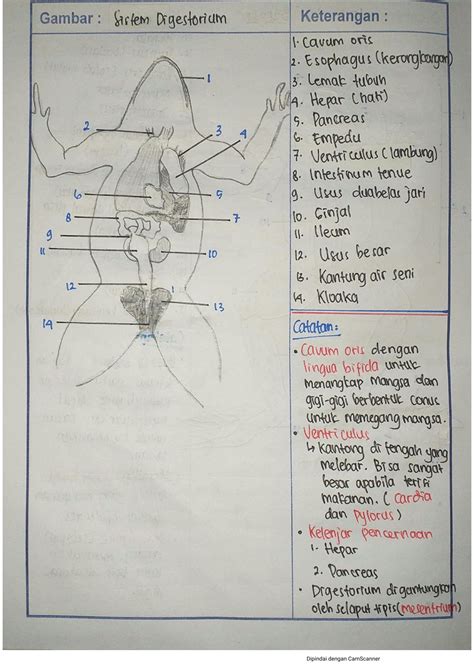Solution Laporan Praktikum Anatomi Hewan Amphibi Studypool