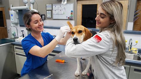 We can quickly analyze medical samples in our laboratory that is equipped with the latest in cutting edge vet care technology. Staten Island Veterinary Services and Comprehensive Pet ...