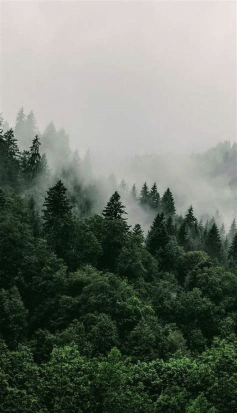 Free for commercial use no attribution required high quality images. aesthetic forest in 2020 | Forest wallpaper, Tree ...