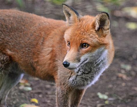 Red fox | Wildlife Online
