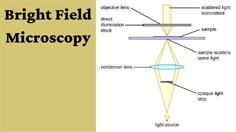 What Is Bright Field Microscopy