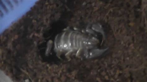 Pregnant Black Rock Scorpion And Setup Youtube