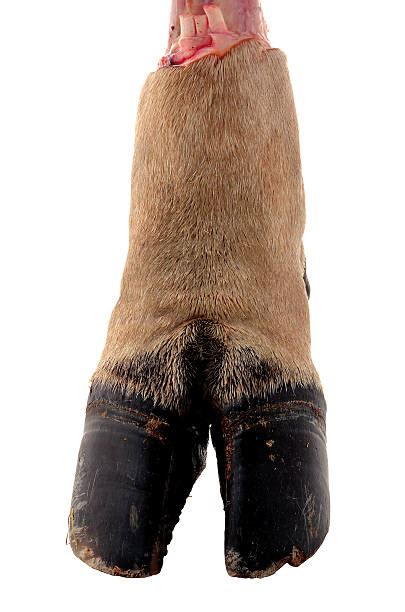 Cow Hooves Stock Photos Pictures And Royalty Free Images Istock
