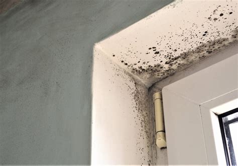 Black Mould On Windows What Causes It And How To Remove It