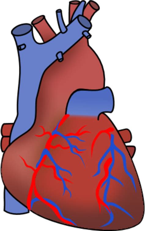 Anatomical Heart Clip Art