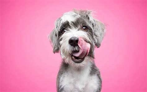 How Do You Photograph Dog Portraits