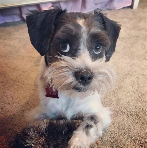 18 Schnauzers Mixed With Shih Tzu The Paws