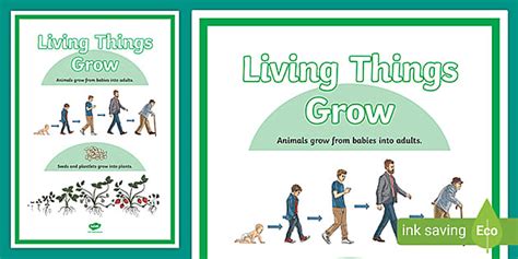 Living Things Grow Display Poster Teacher Made Twinkl