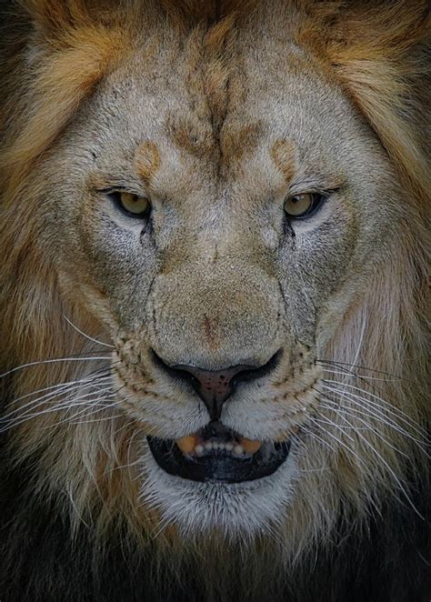 The Lion Photograph By Ernie Echols