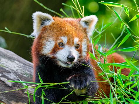 Download Wallpaper 1400x1050 Red Panda Panda Tongue Cute Funny