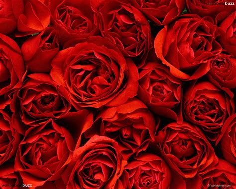 Free Download Red Roses Wallpaper Wallpaper Wide Hd 1280x1024 For