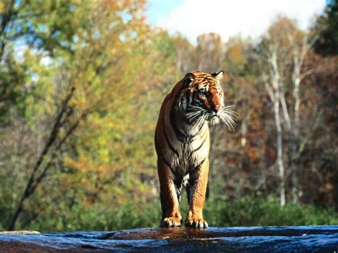 Aqui você pode baixar gratuitamente tigre siberiano 4k 5k fundo de tela de alta resolução para widescreen, fotos em hd widescreen resoluções de alta qualidade de graça Papel de Parede Tigre na Floresta #2 Wallpaper para ...