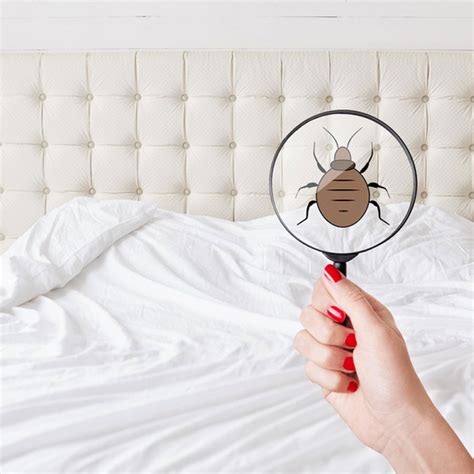 Bed Bug Removal Services In Grand Junction Co Shield Pest Control