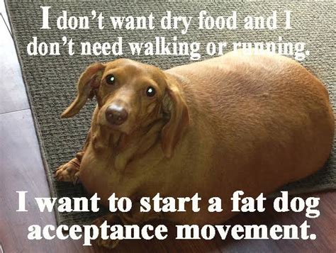 50 Funniest 🤣 Fat Dog Memes On The Internet Guaranteed