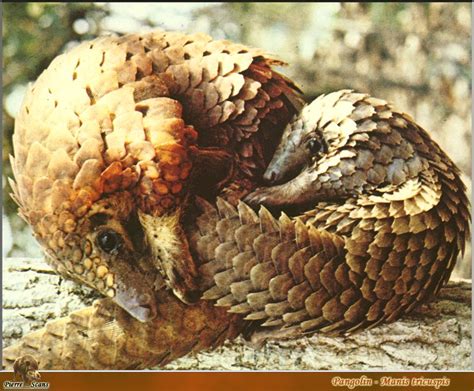 This action plan aims to improve all aspects of pangolin conservation with an added emphasis on combating poaching and trafficking of the animal, while educating communities in its importance. ENCYCLOPEDIA OF ANIMAL FACTS AND PICTURES: Pangolins