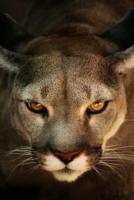Laminated Cougar Close Up Headshot Panther Pictures Wall Decor Jungle