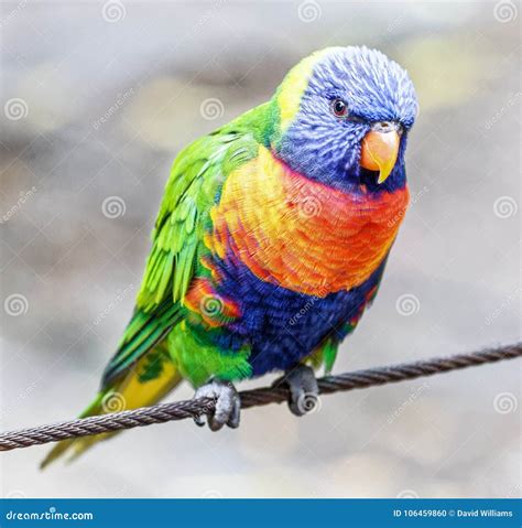Colourful Australian Rainbow Lorikeet Stock Photo Image Of Parrot