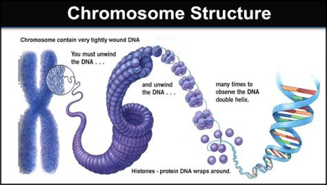 Chromosome Structure Describe The Structure Of A Chromosome