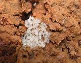 Termite Eggs Photos