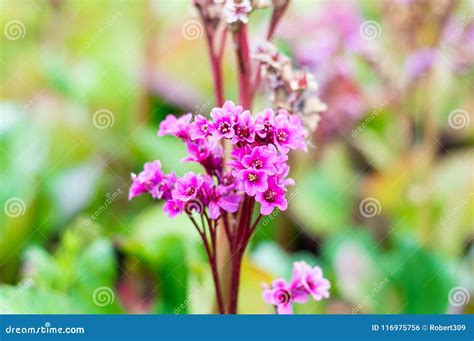 Flowers Of Bergenia Cordifolia Purpurea Stock Photo Image Of