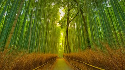 Sentier Dans La Bambouseraie Darashiyama Kyoto Japan Bing Fonds D